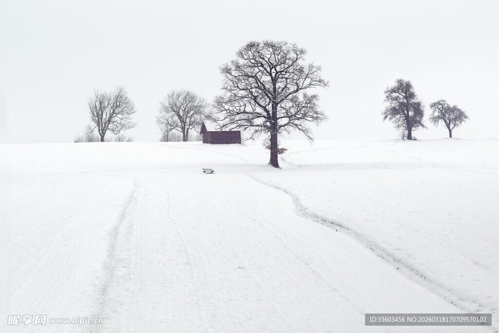 冬日雪野中的孤寂树木