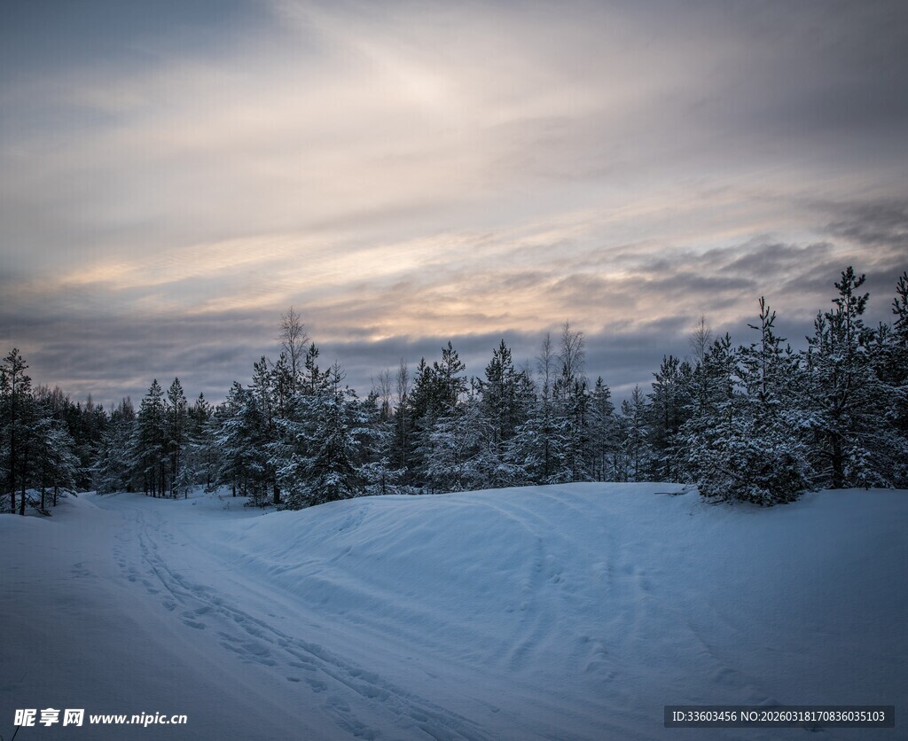 冬日雪景中的静谧森林