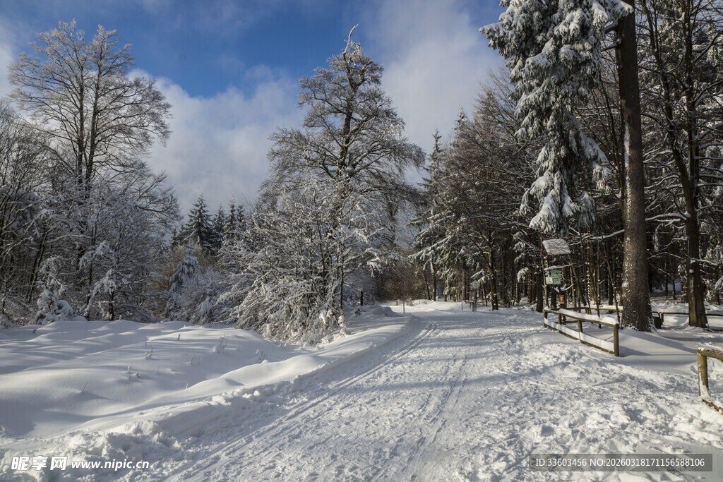 冬日雪林美景