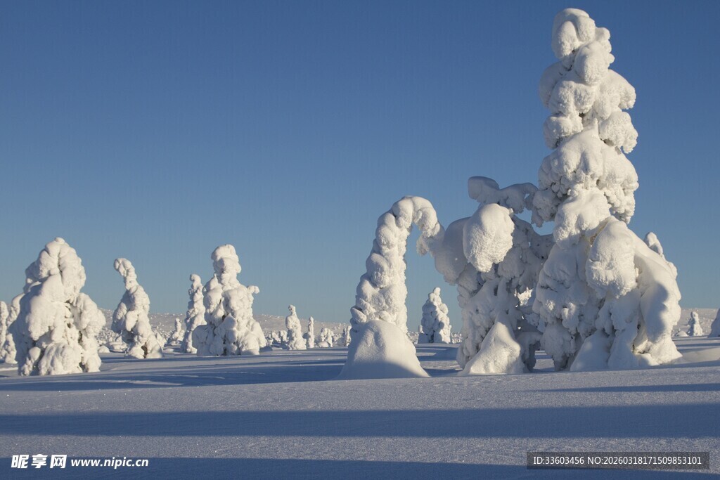 雪覆松林美景