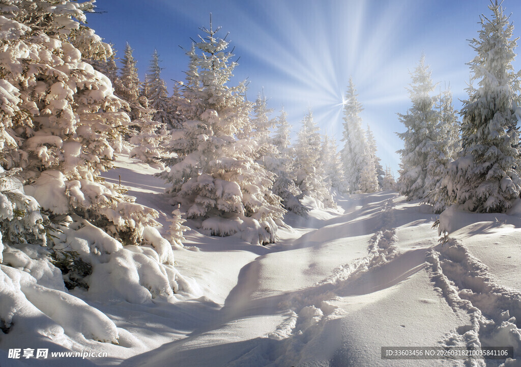 冬日雪林阳光美景