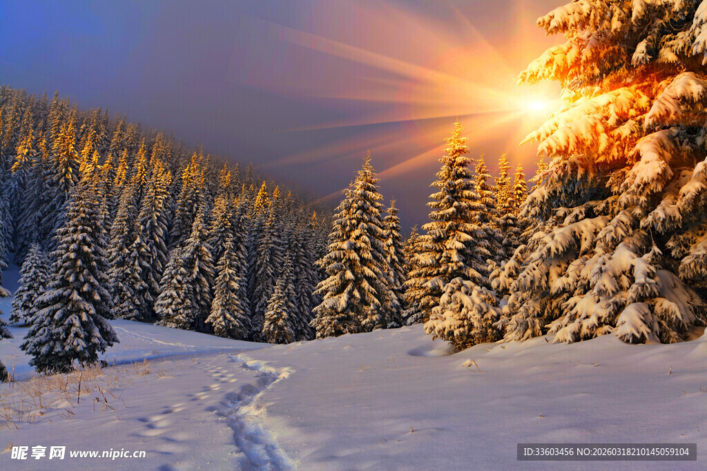 冬日雪林日出美景