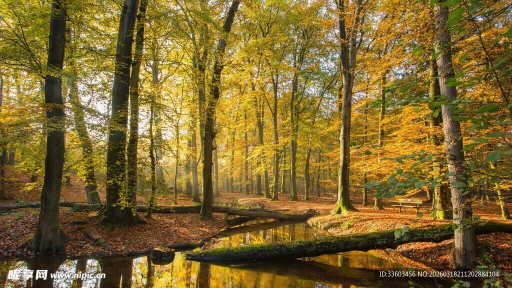 秋日森林中的静谧溪流