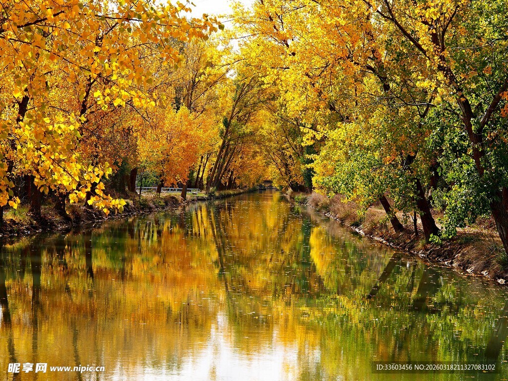 秋日河畔绚烂树林美景