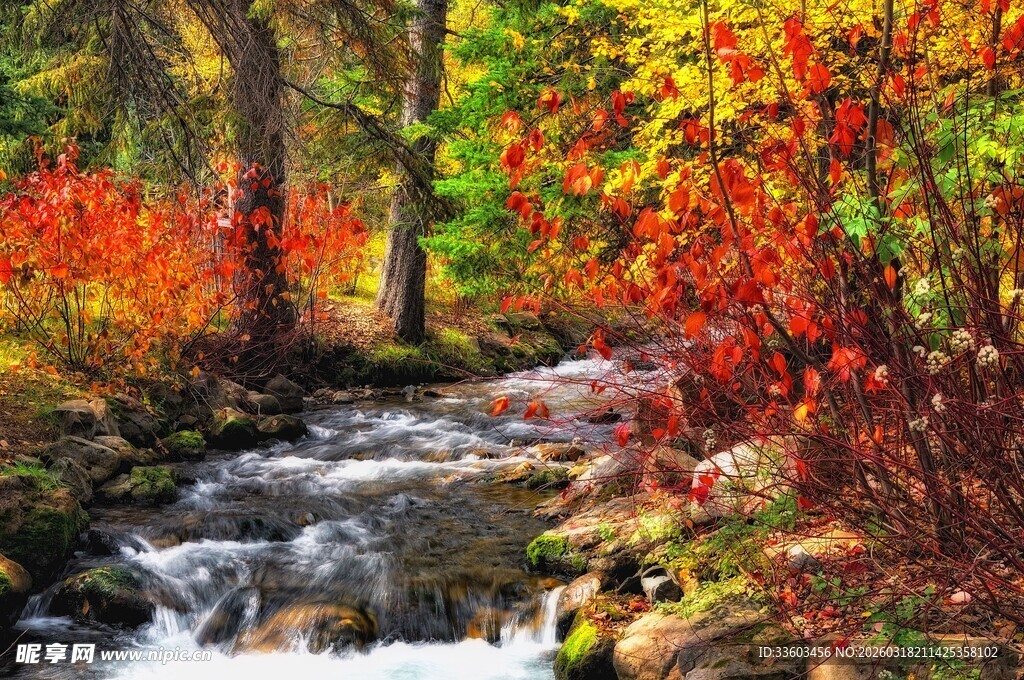 秋日溪边绚丽树林美景