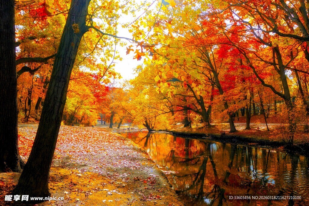 秋日河畔绚烂树林美景