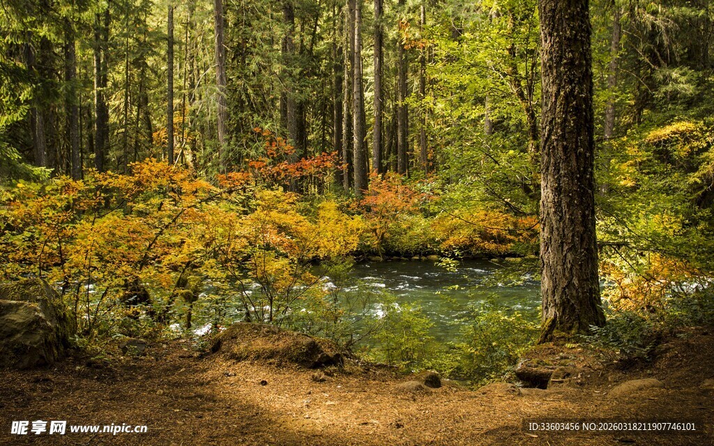 秋日林间小径美景