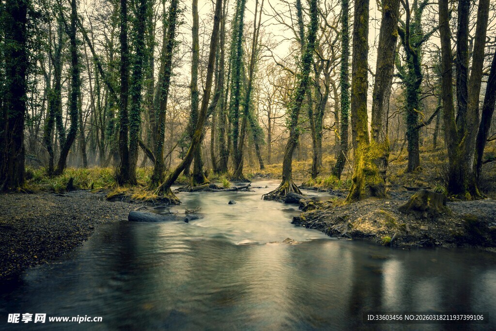 林间溪流美景