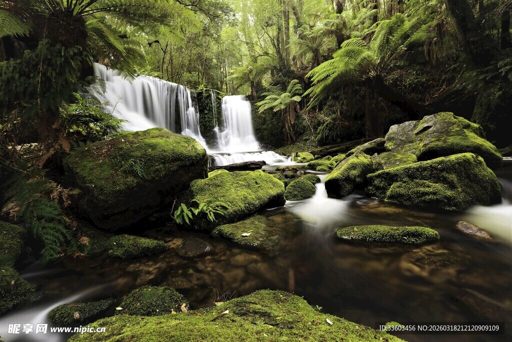 森林中的静谧瀑布景观