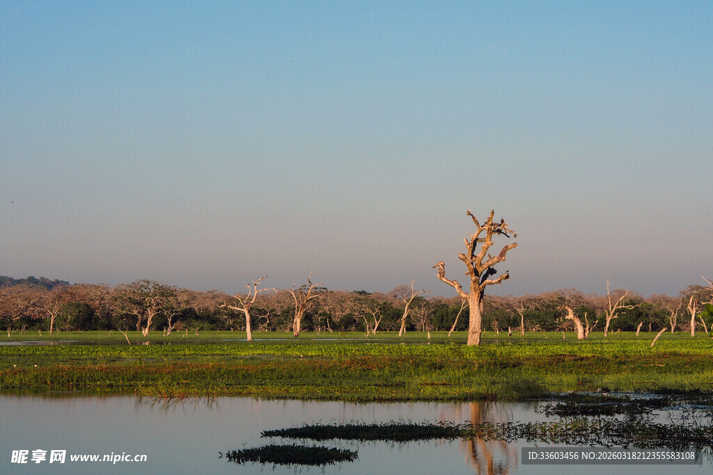 湖畔枯树的自然景象
