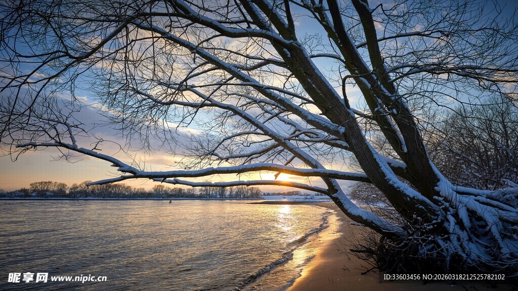冬日河畔枯树的绝美日落