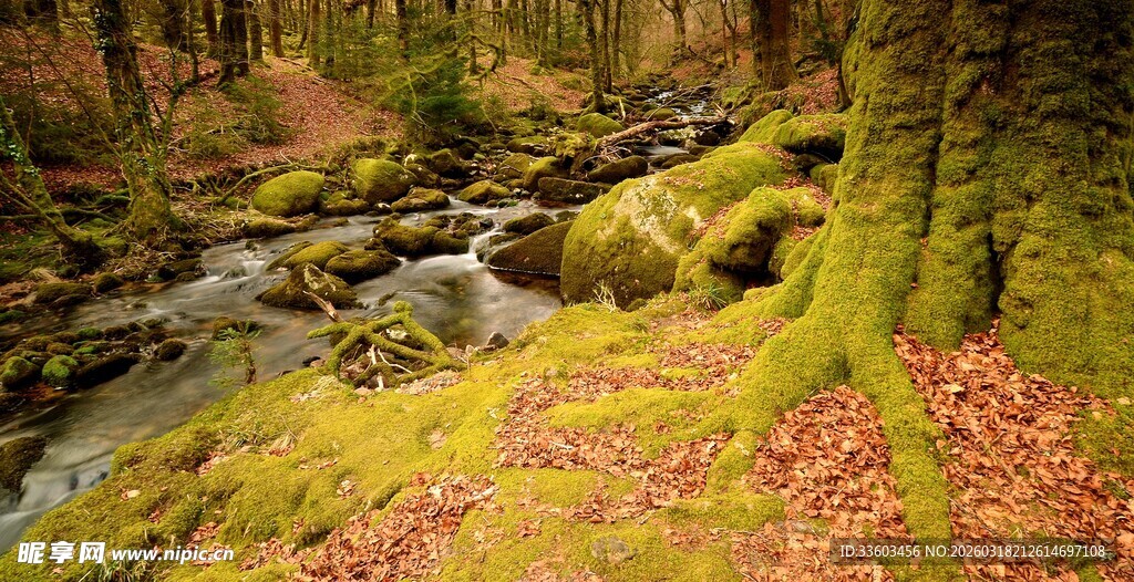 秋日溪边森林的静谧美景