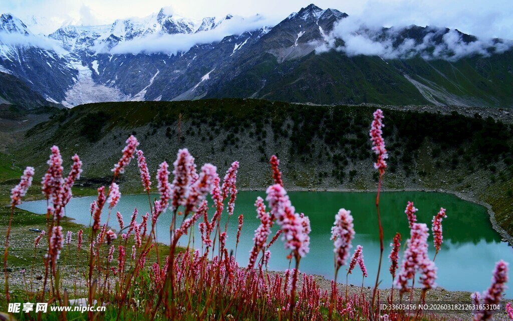 湖畔粉花映雪山美景
