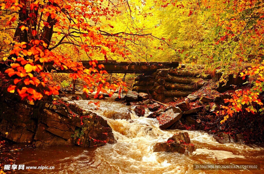 秋日溪流边的斑斓景致