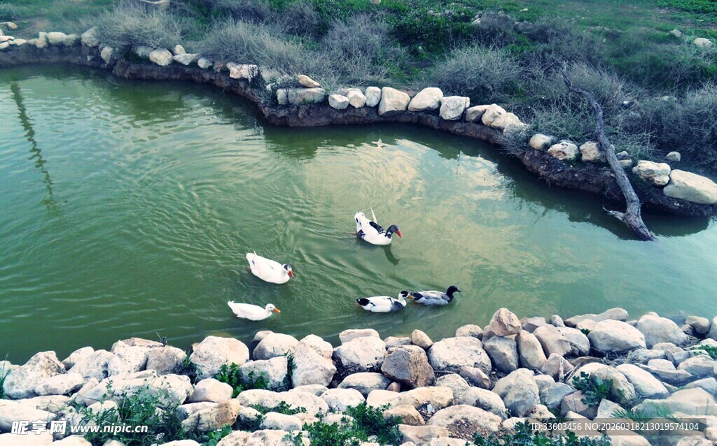 池塘中小船静泊