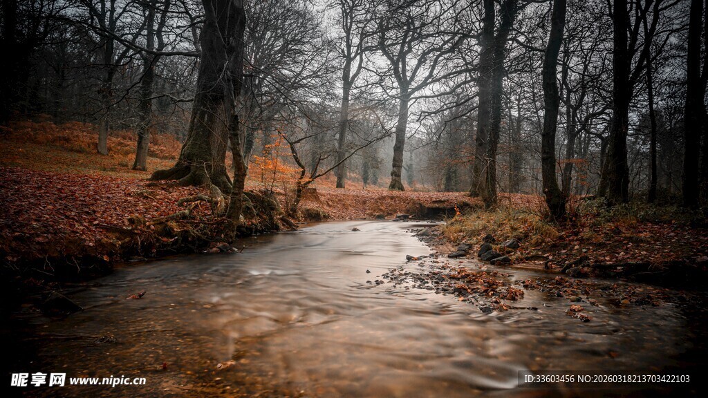 秋日林间溪流静谧景象