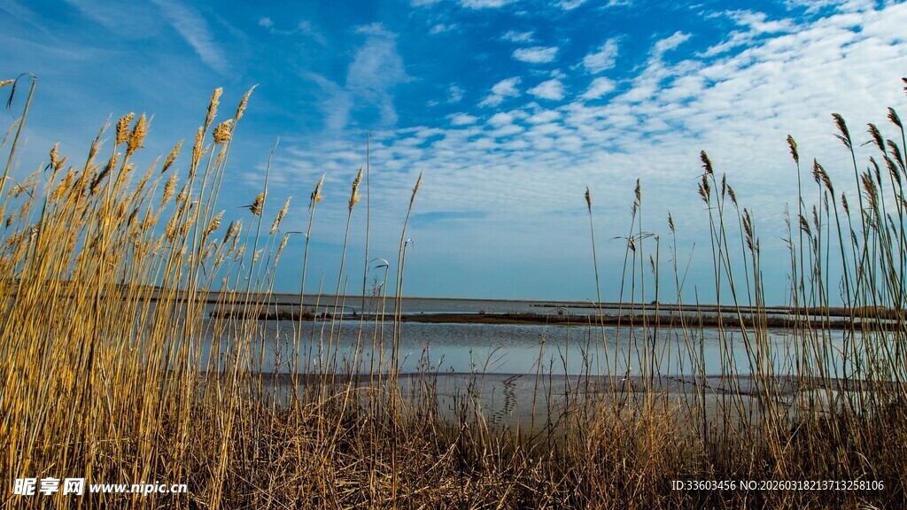 湖畔芦苇映蓝天白云