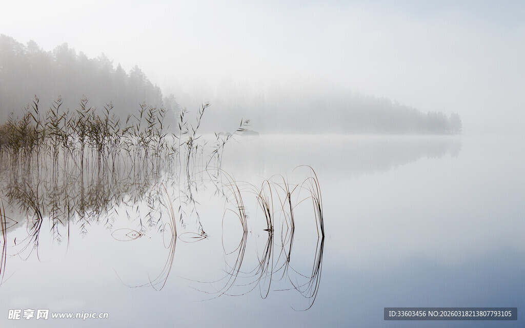 雾中湖畔芦苇景观