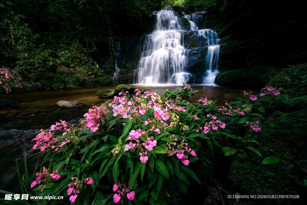 瀑布旁绽放的娇艳花朵