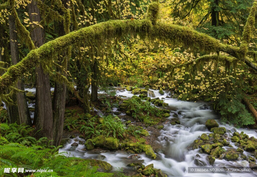 林间溪流上的苔藓覆盖树干