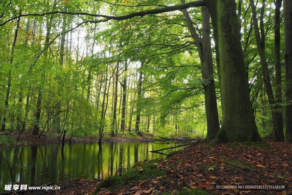 森林中的静谧水面与绿树