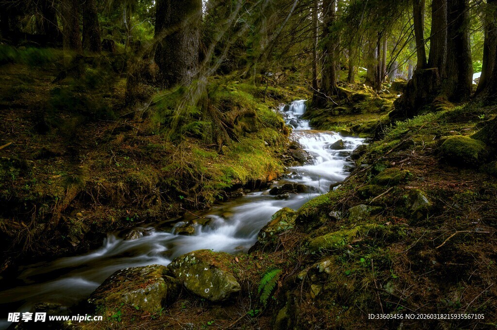 林间潺潺溪流的自然美景