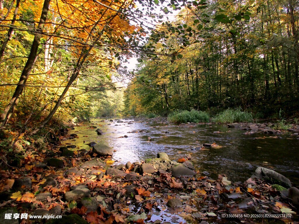 秋日林间溪流美景