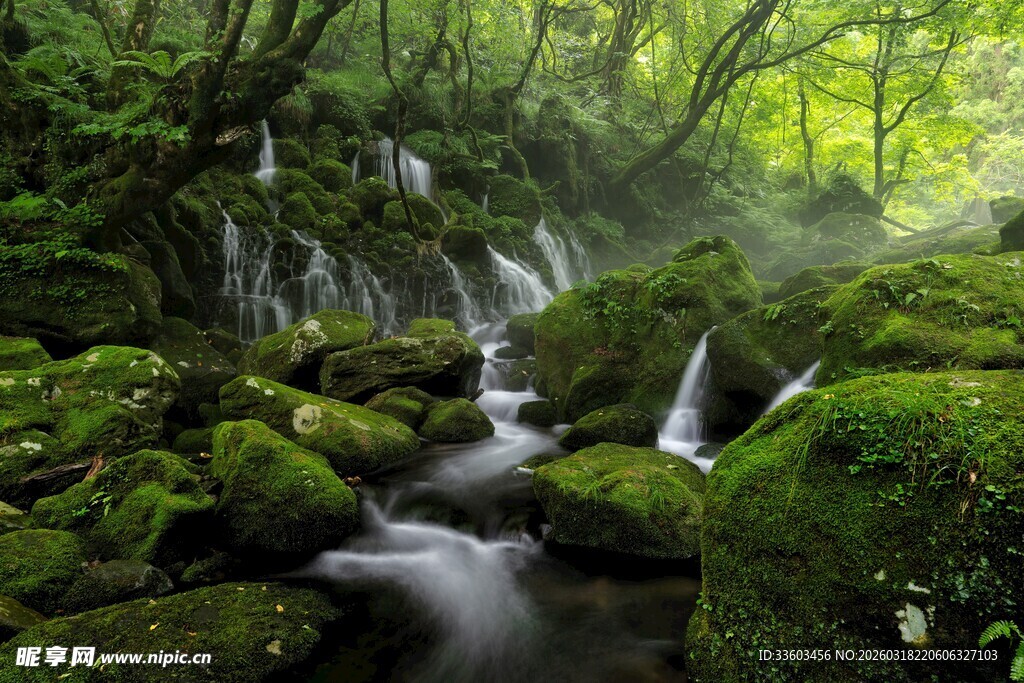 森林中的潺潺溪流与青苔