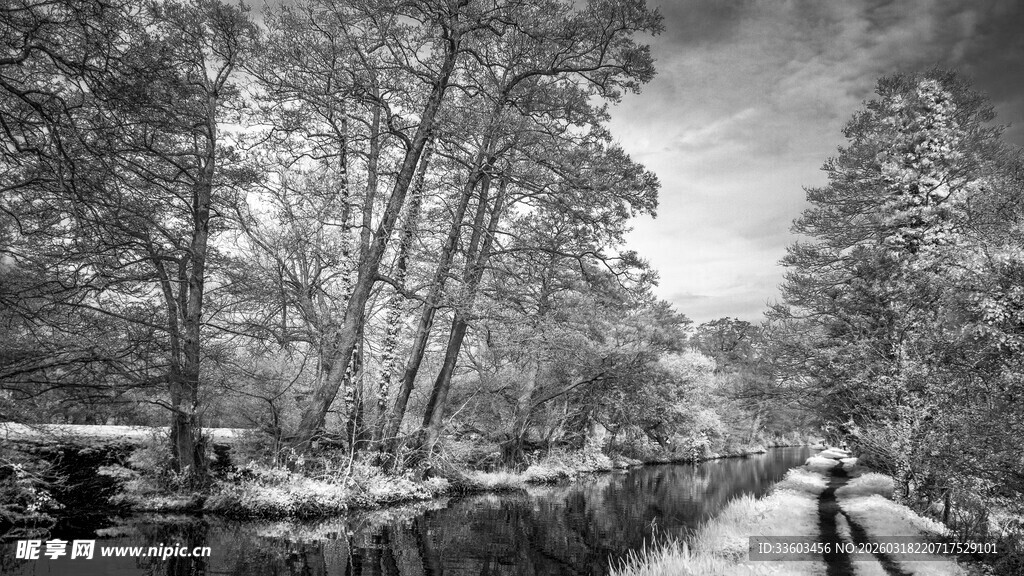 冬日雪林小道景象
