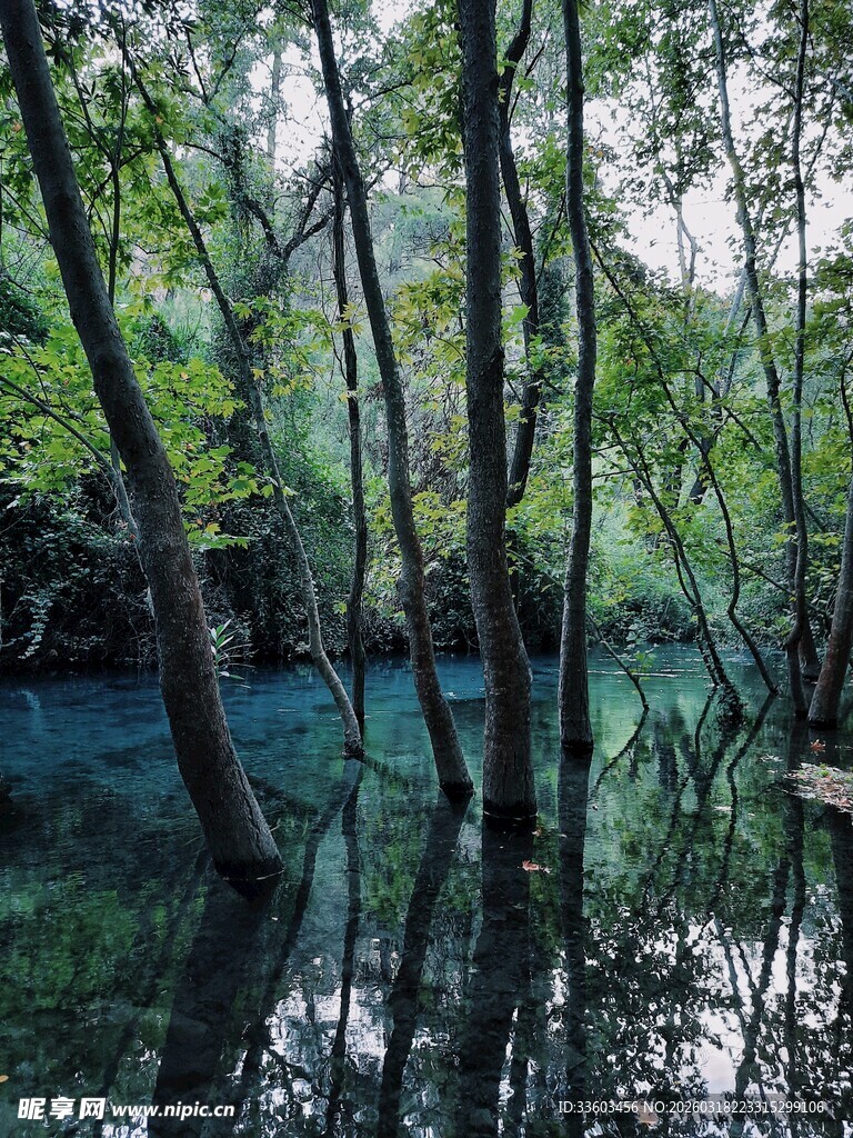 幽美森林蓝水潭景观