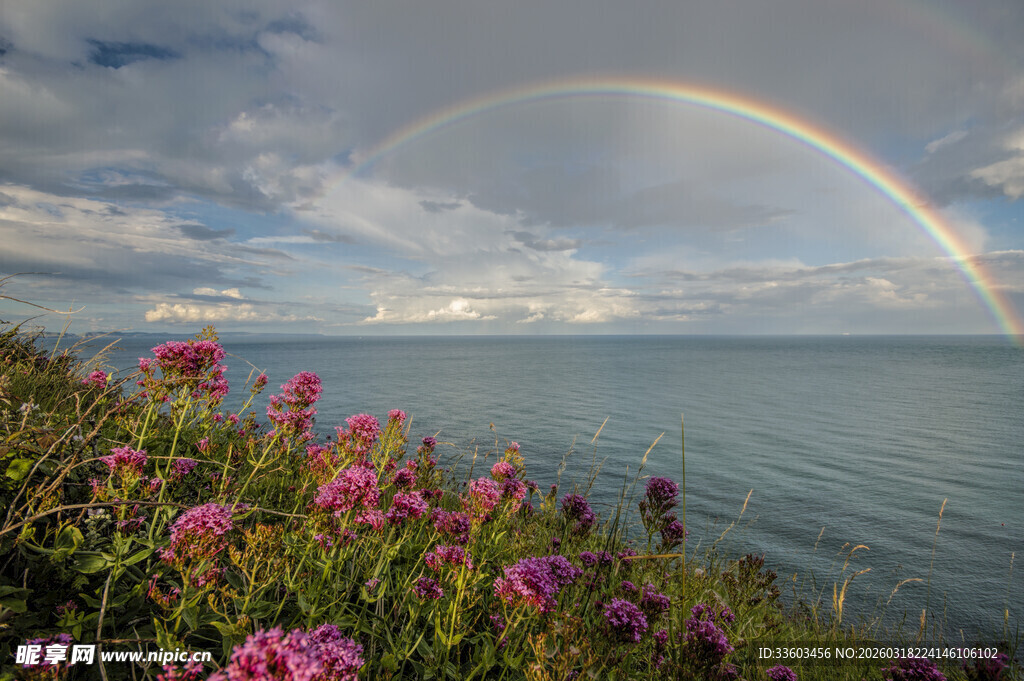 海边花丛上的绚丽彩虹