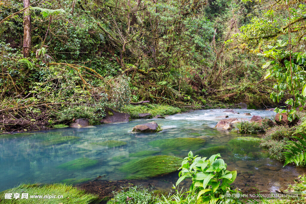 山间清澈溪流旁的绿意