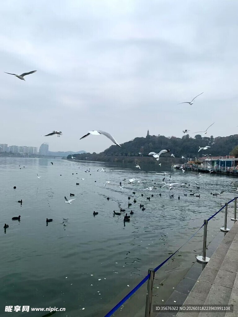 湖畔飞鸟云集的和谐景致