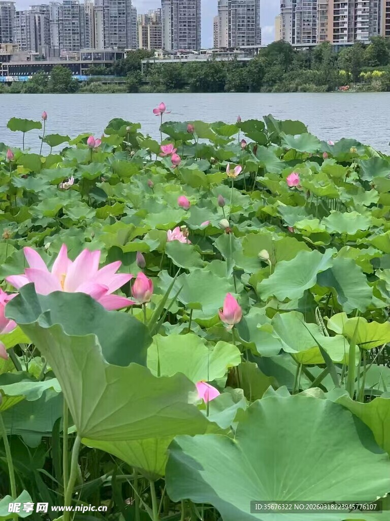 湖畔荷花绽放美景