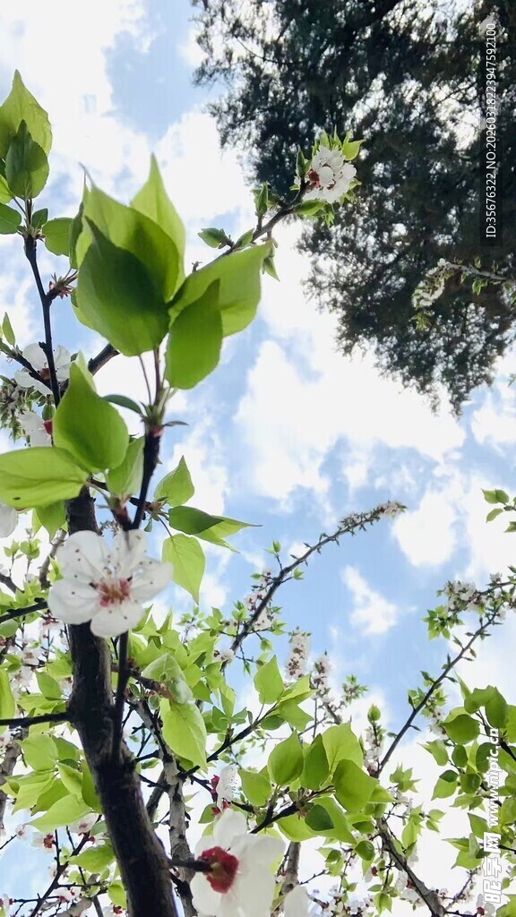 枝头绽放的洁白花朵