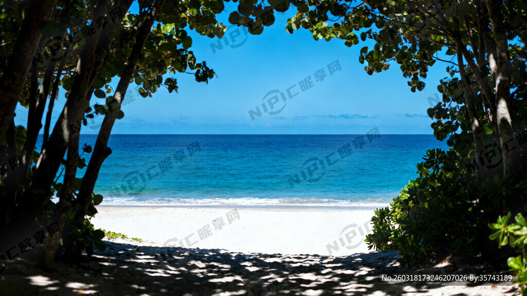 树林看出去的沙滩大海 海景漂亮