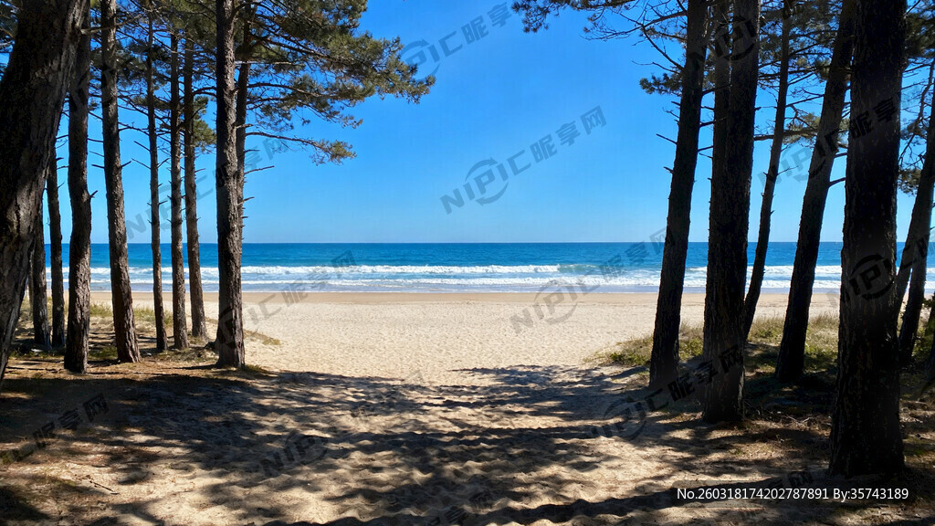 树林看出去的沙滩大海 海景漂亮