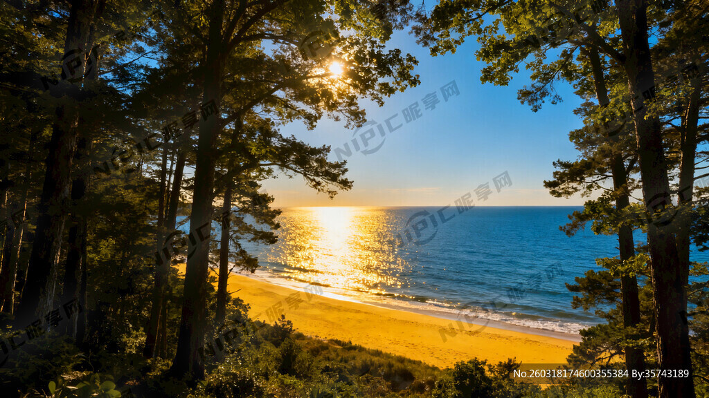 高大茂密的树林看出去的金黄沙滩