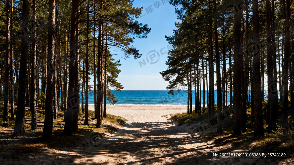 高大茂密的树林看出去的沙滩和蔚