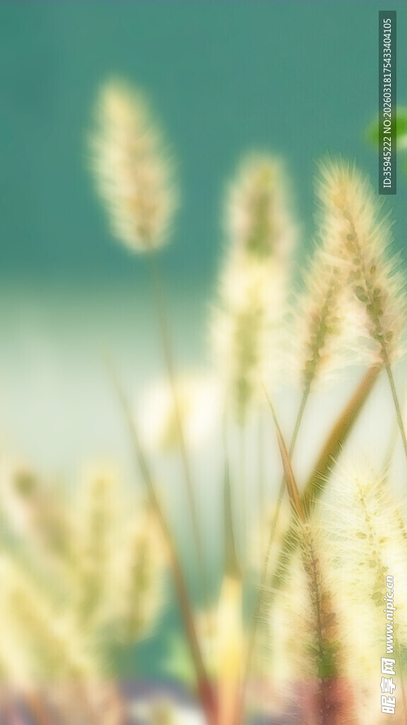 阳光下的狗尾草