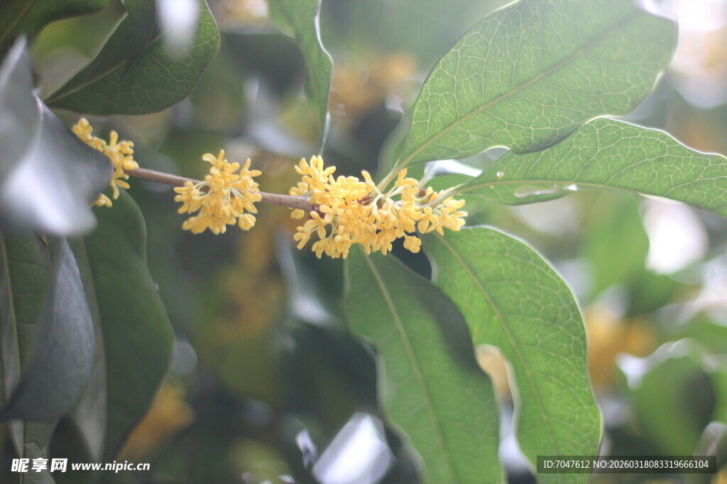金黄桂花绽于绿叶间