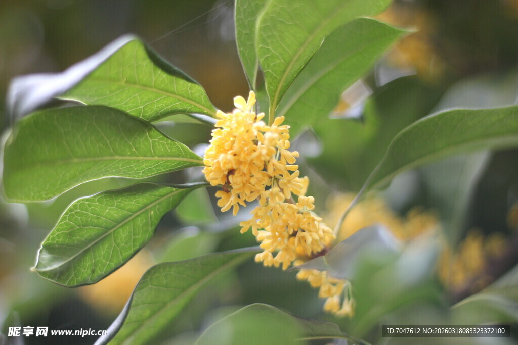金黄桂花绽于翠绿枝叶间