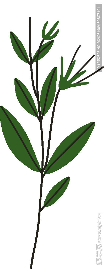 单枝绿叶植物插画