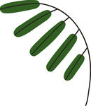 弯曲枝条上的绿色叶片