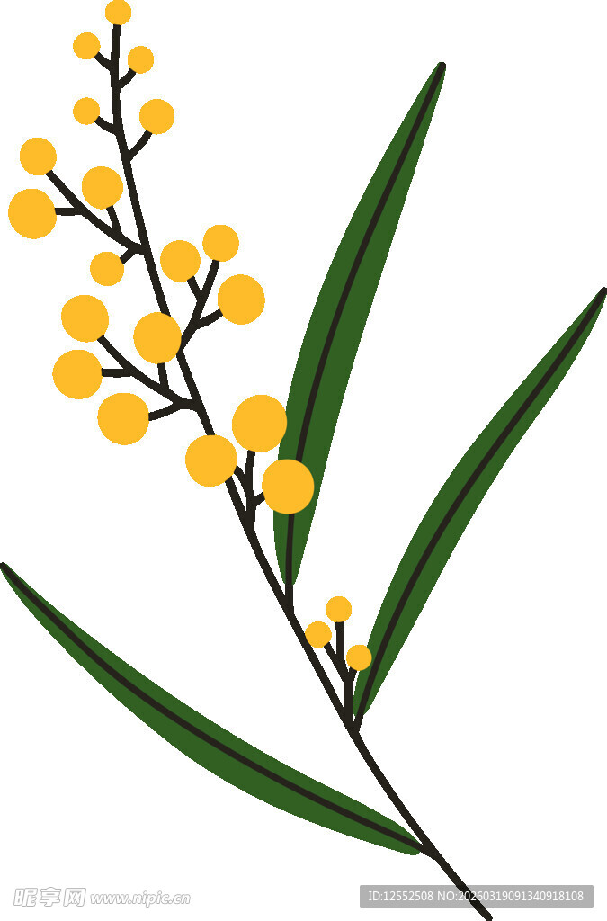 黄色金合欢花枝特写