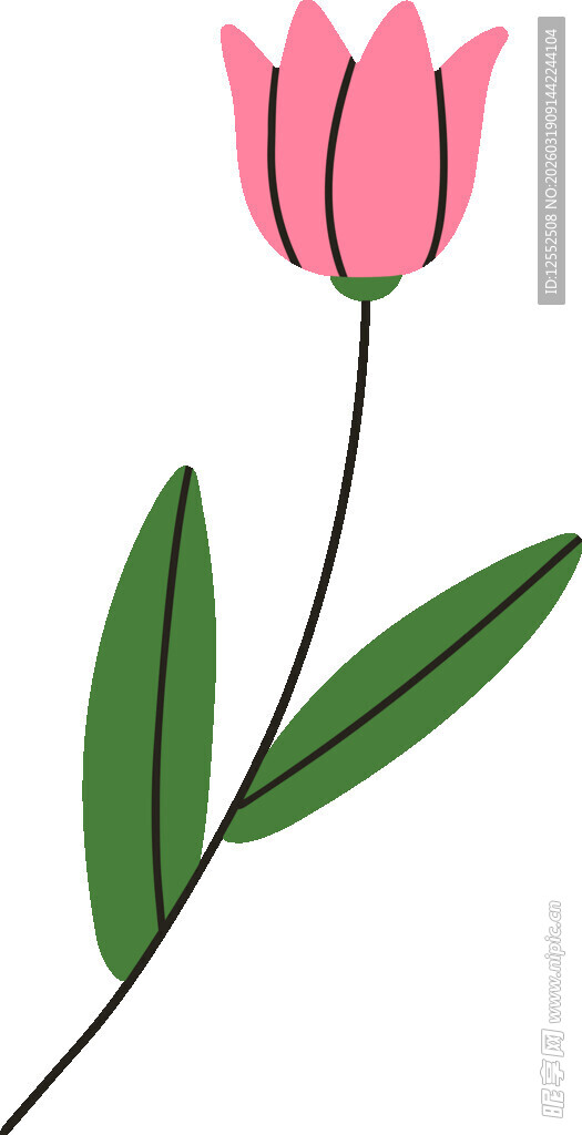 粉色郁金香插画