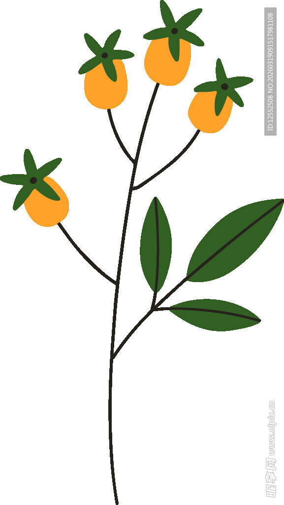 手绘橙色果实植物插画