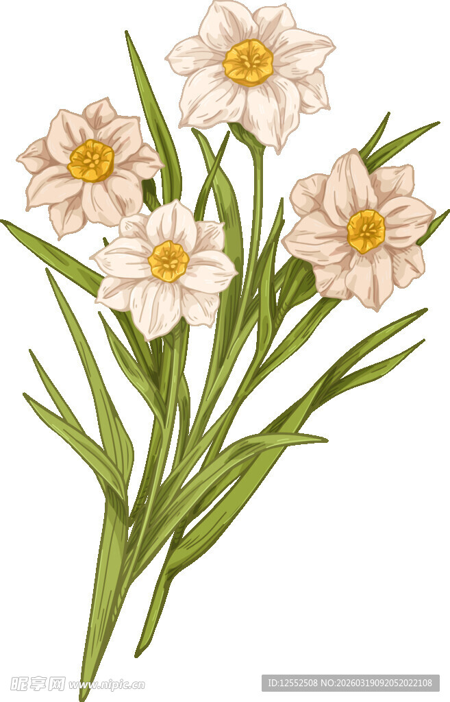 清新淡雅水仙插画