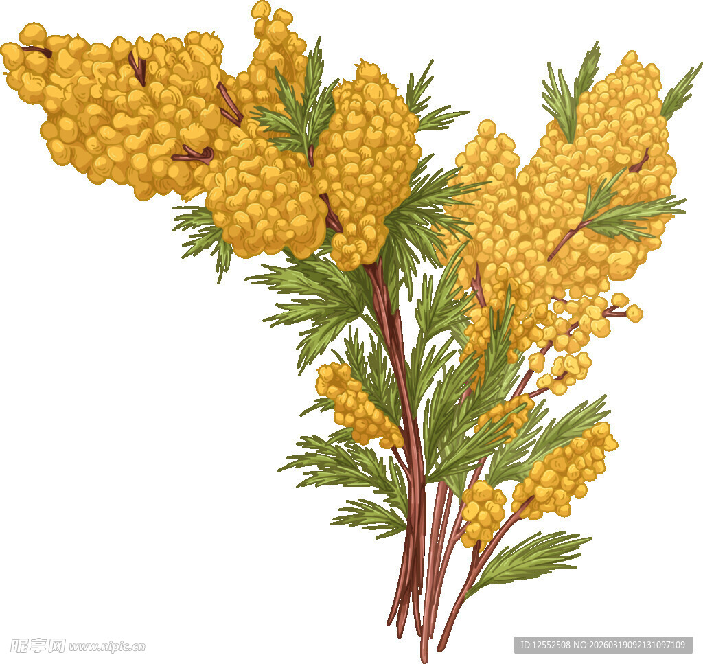 金黄沙棘枝上果实累累