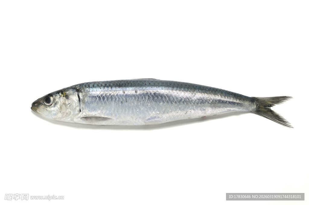 沙丁鱼